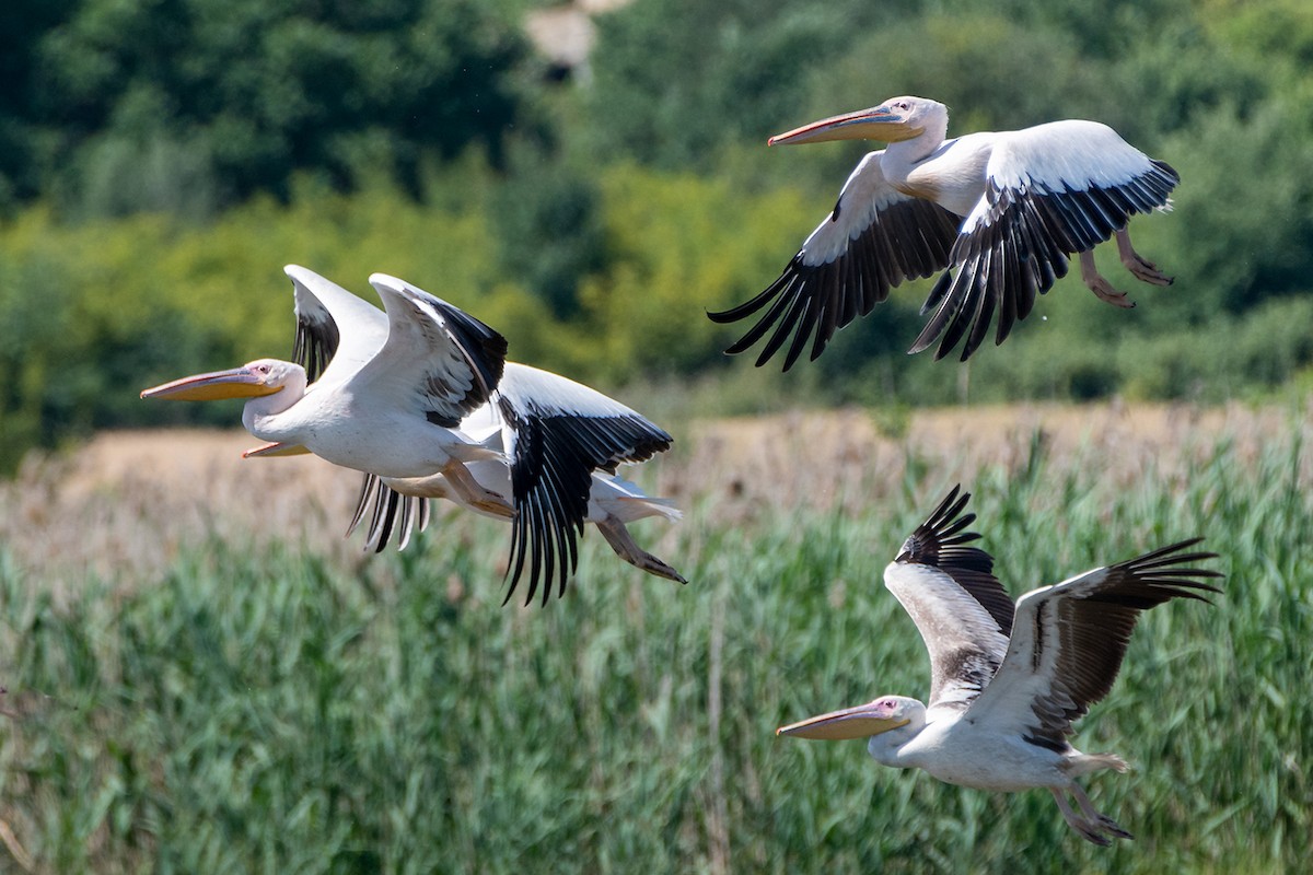 Great White Pelican - Saki Tsilianidis