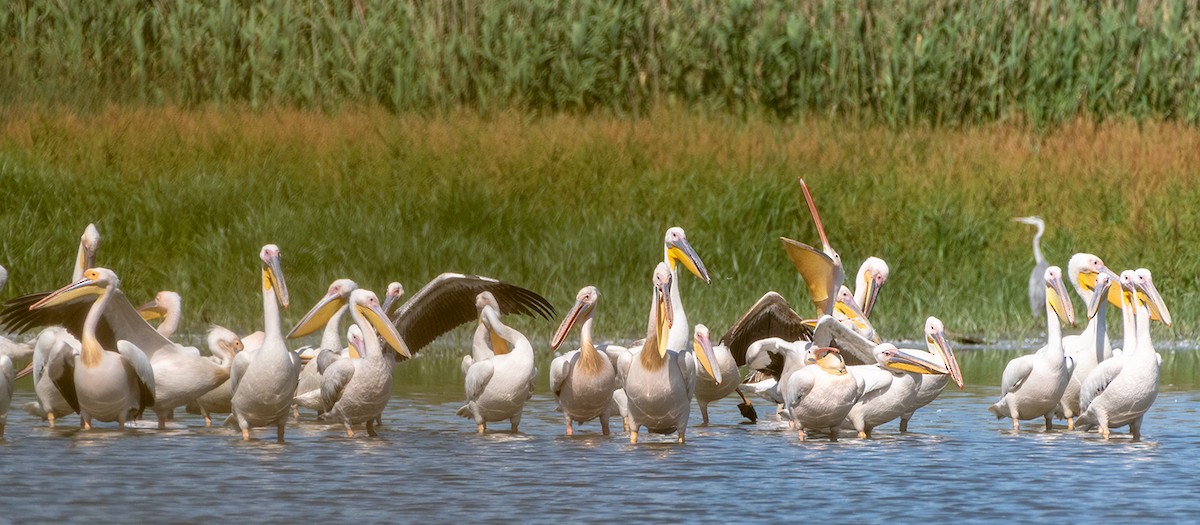 Great White Pelican - ML619803304