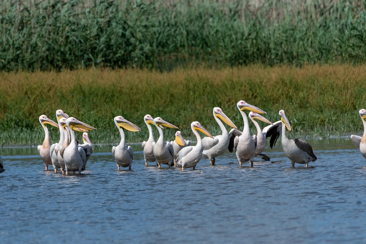 Great White Pelican - ML619803305