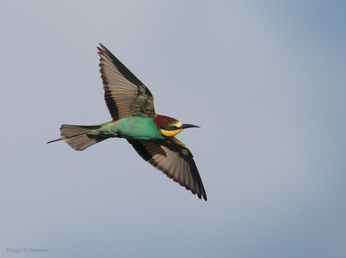 European Bee-eater - ML619803327