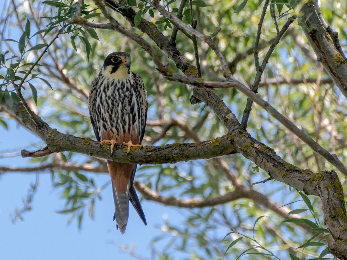 Alcotán Europeo - ML619803328