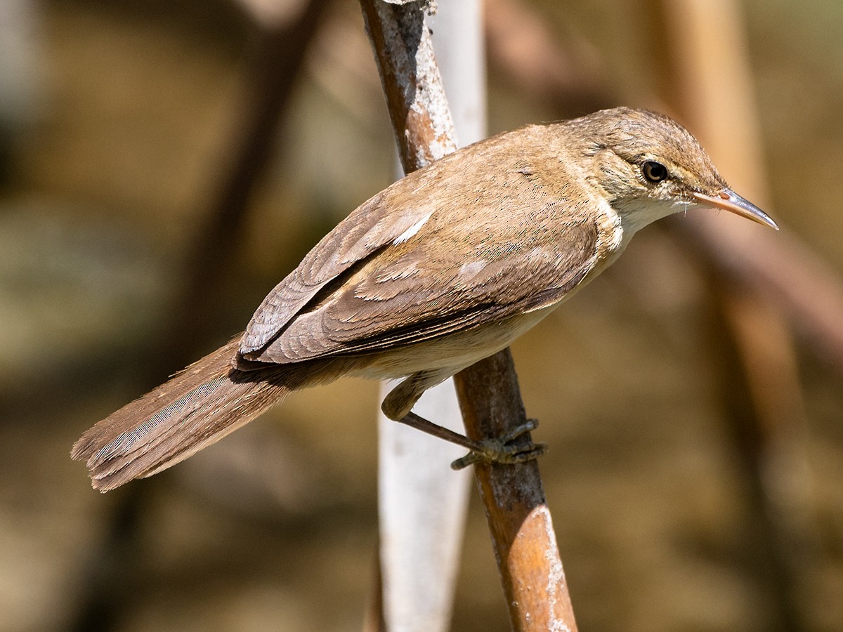 Common Reed Warbler - ML619803330