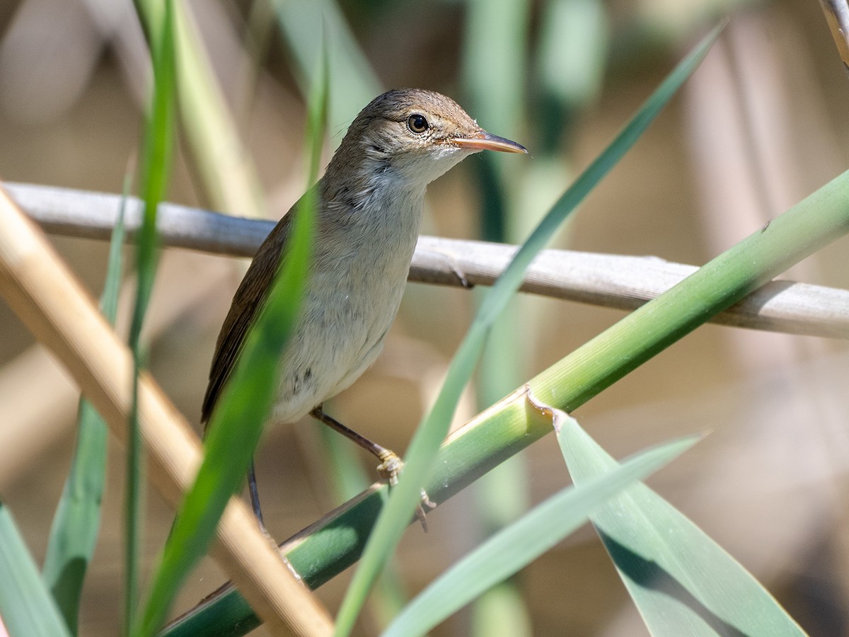 Common Reed Warbler - ML619803331