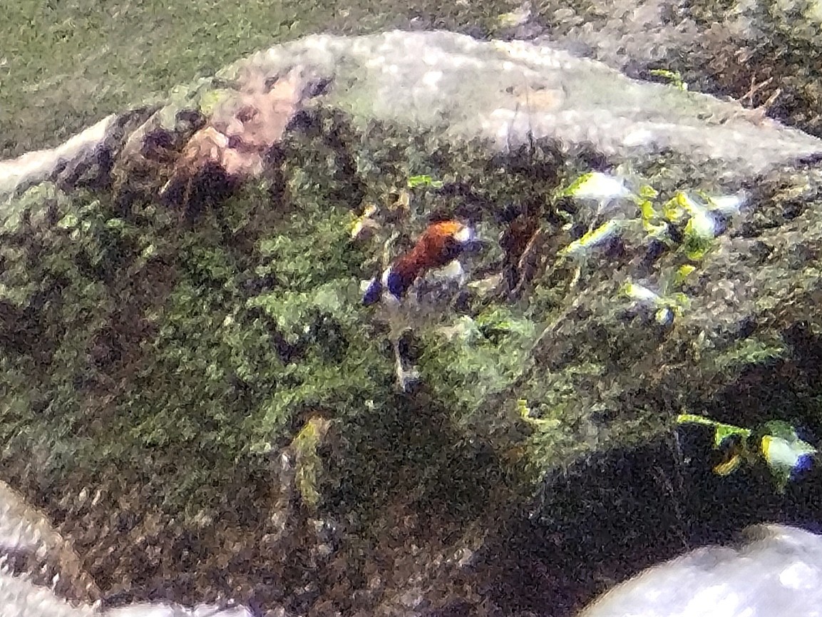 Chestnut-naped Forktail - ML619803332