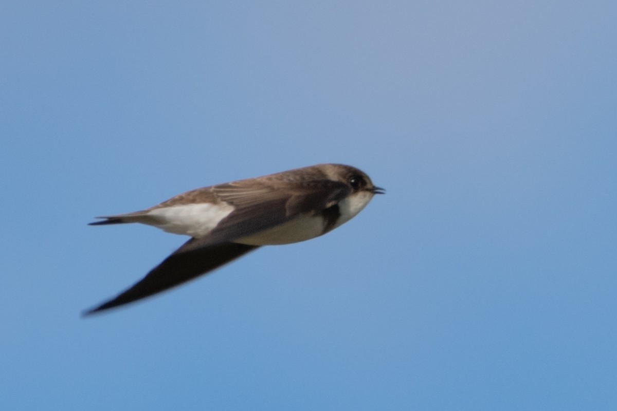 Bank Swallow - ML619803334