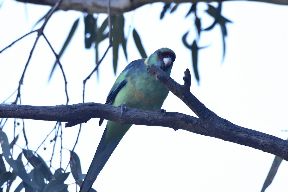 Воротничковый попугай (barnardi) - ML619803337