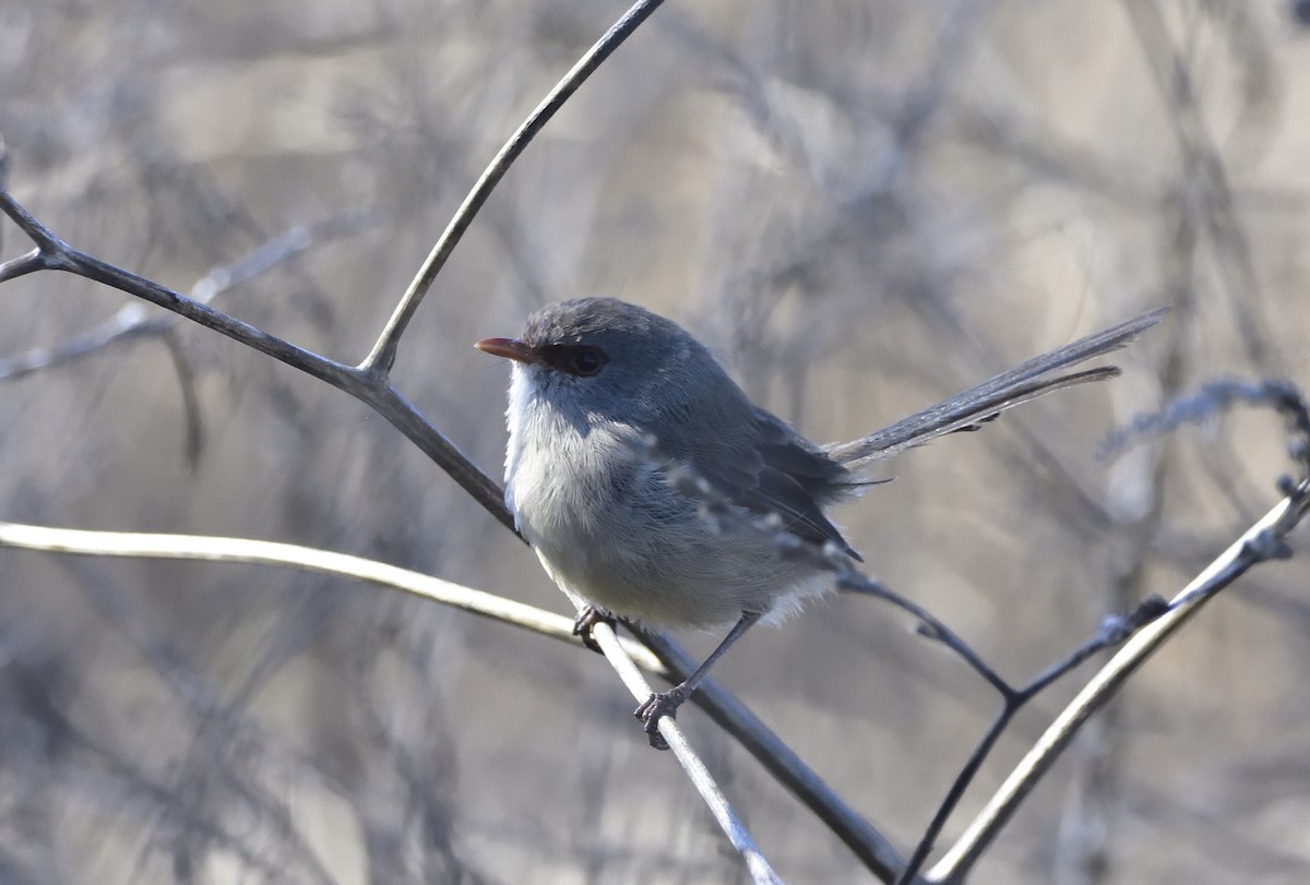 Purple-backed Fairywren (Purple-backed) - ML619803348