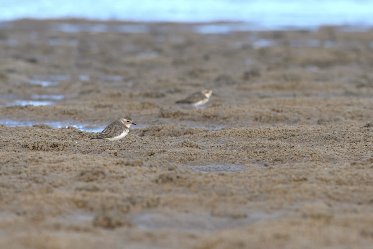 Double-banded Plover - ML619803351