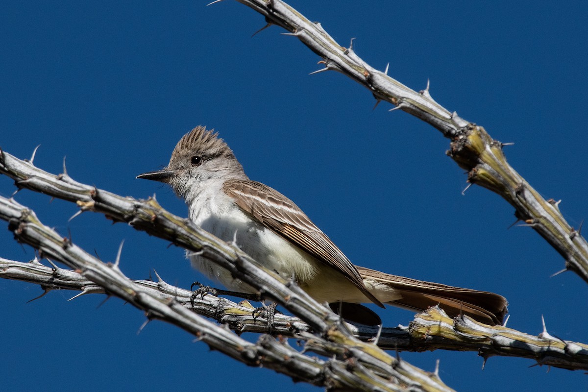 Ash-throated Flycatcher - ML619803353