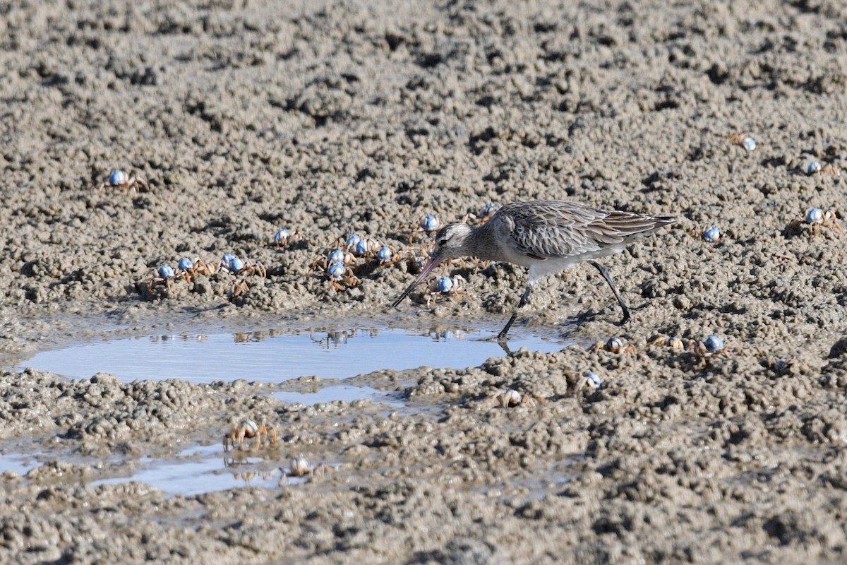 Bar-tailed Godwit - ML619803370