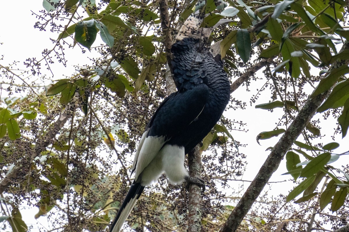 Black-and-white-casqued Hornbill - ML619803373