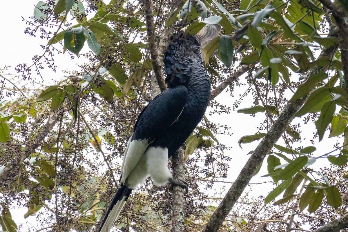 Black-and-white-casqued Hornbill - ML619803374