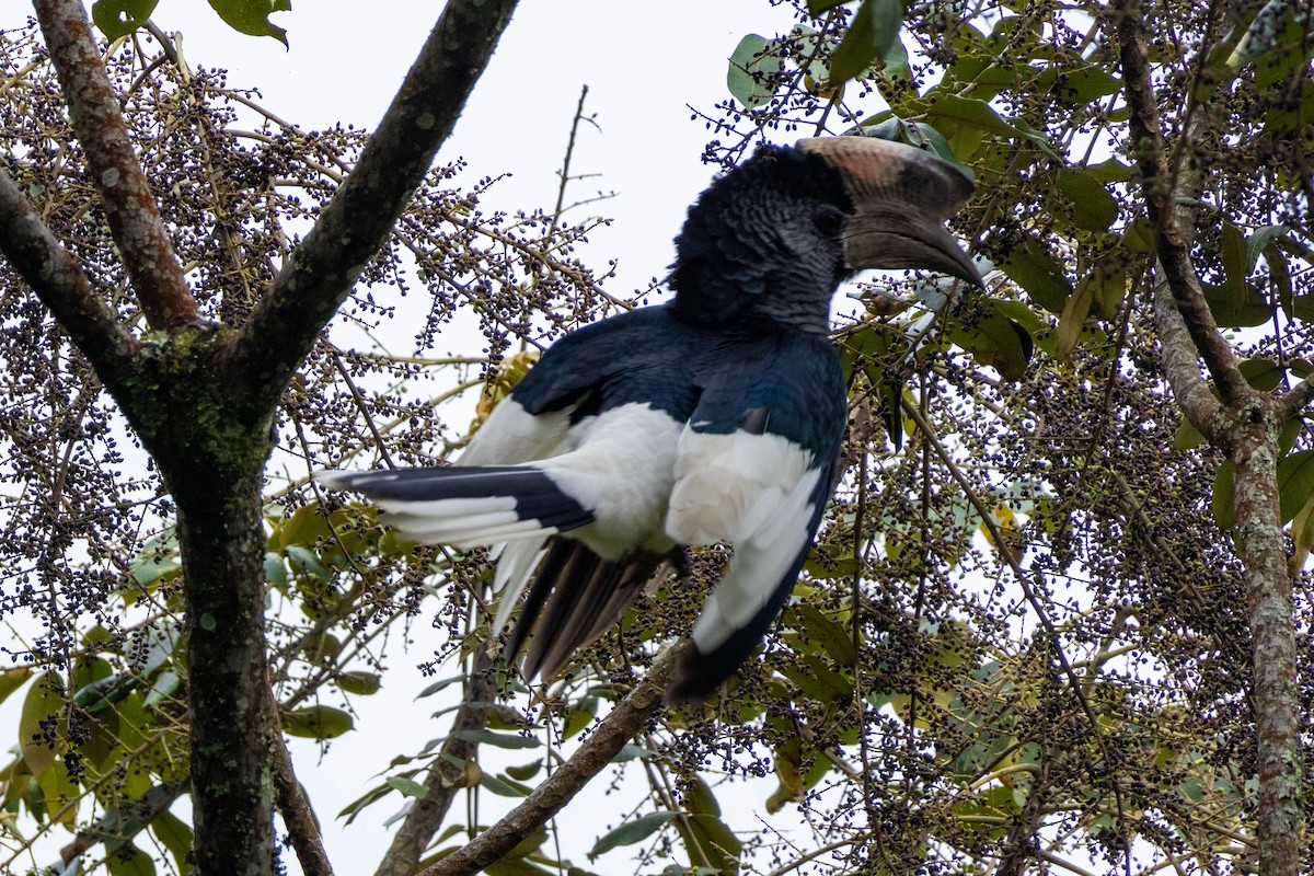 Black-and-white-casqued Hornbill - ML619803375