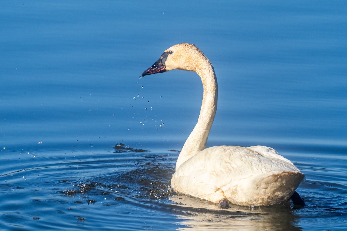 Cygne siffleur - ML619803377