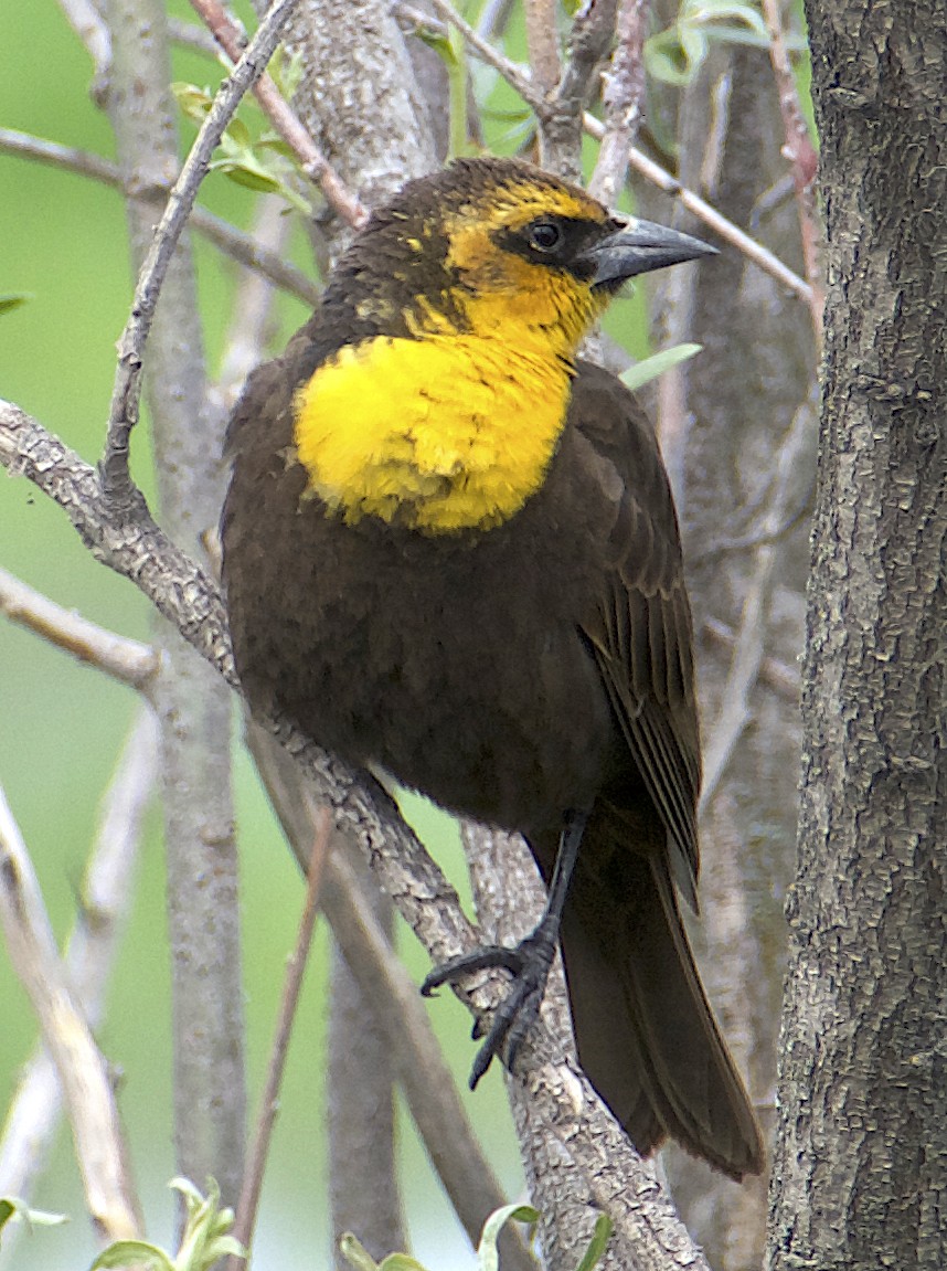 Yellow-headed Blackbird - ML619803399