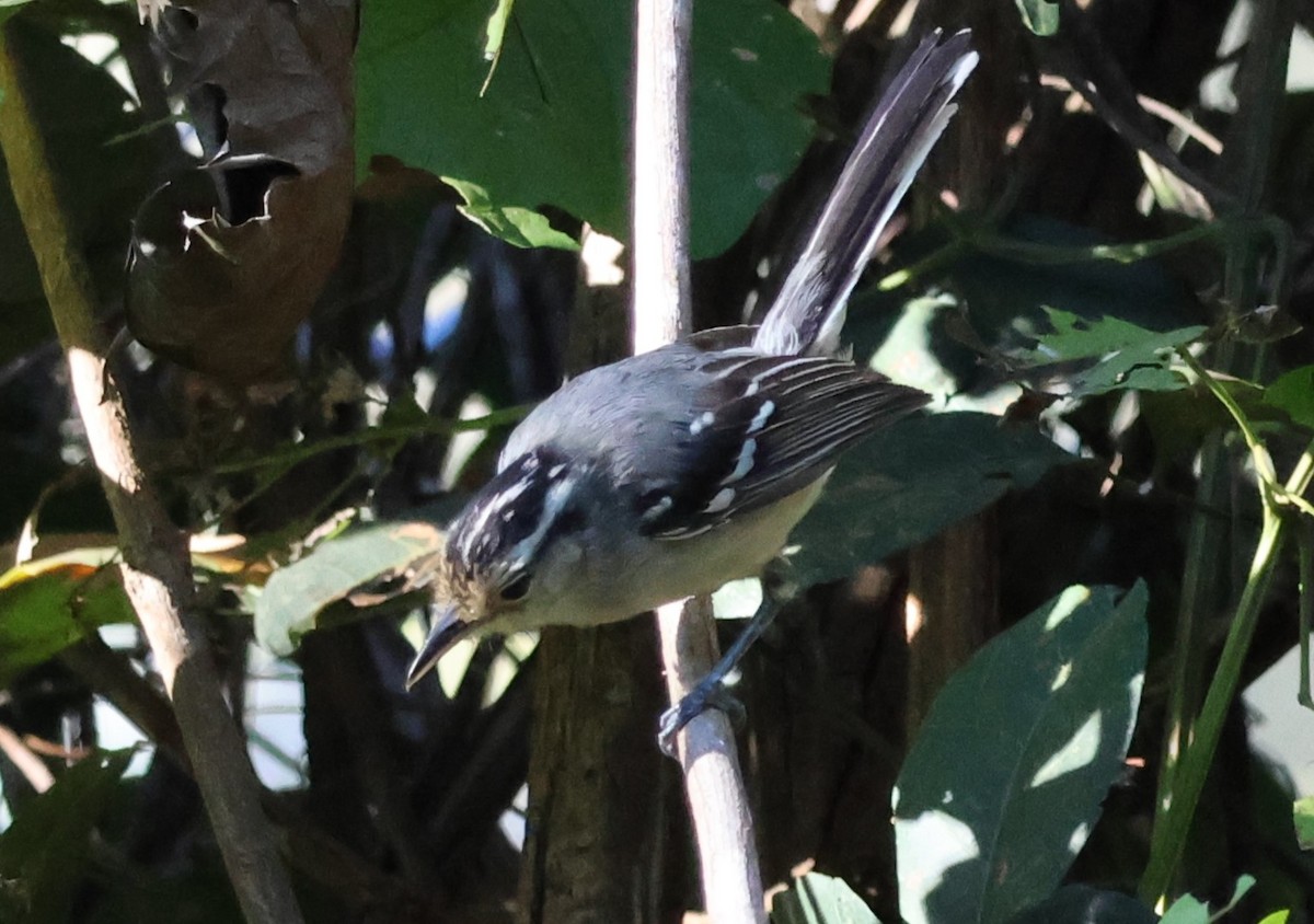 Black-capped Antwren - ML619803415