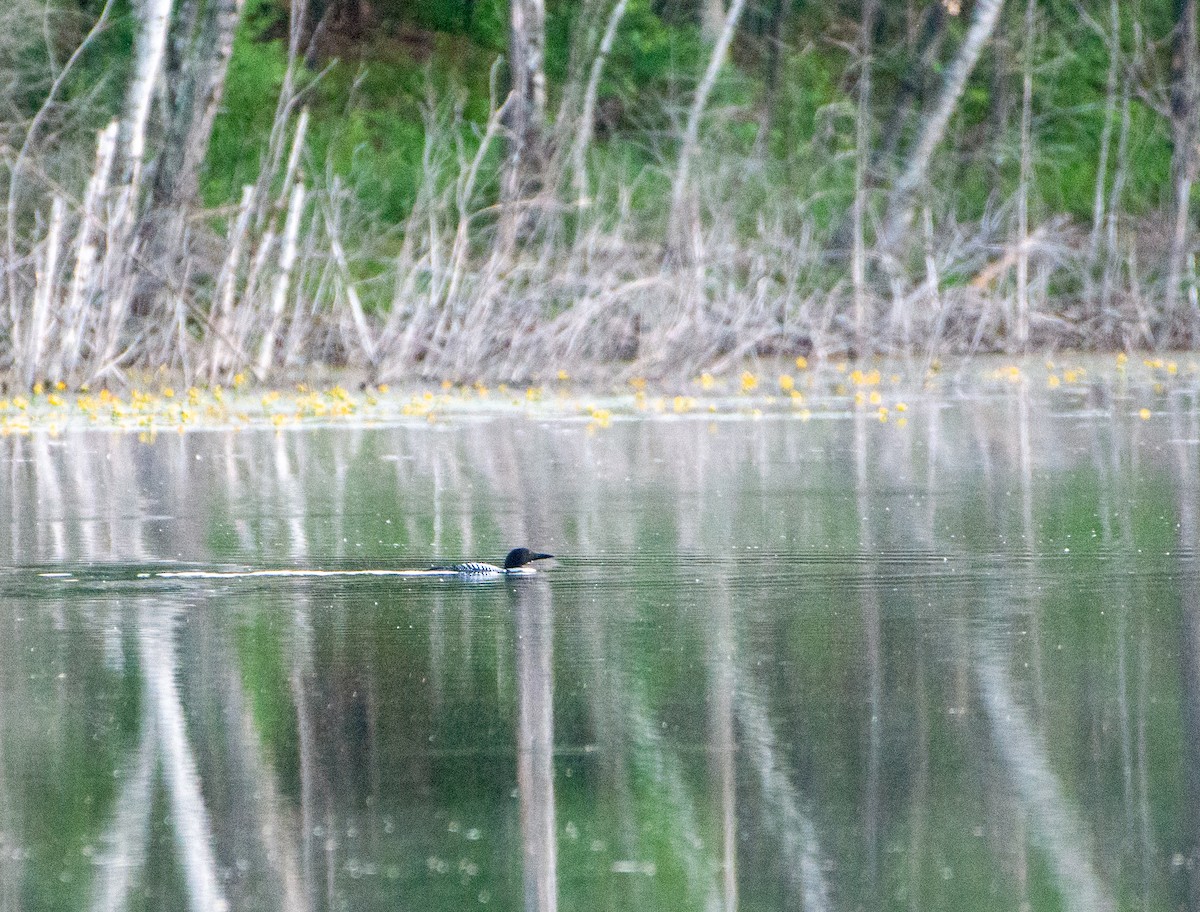 Plongeon huard - ML619803418