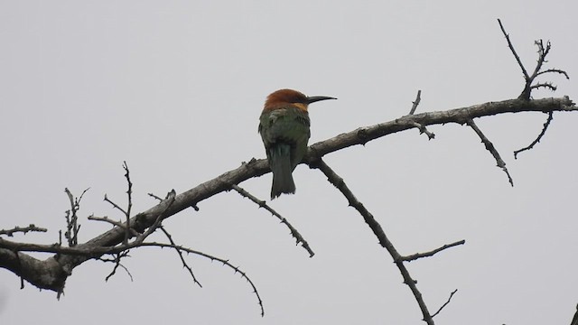 Chestnut-headed Bee-eater - ML619803423