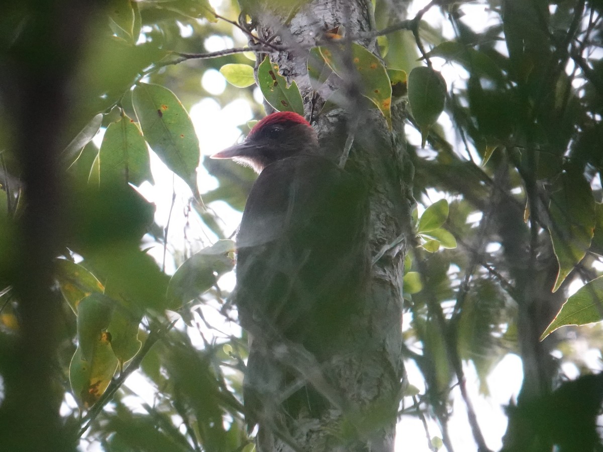 Okinawa Woodpecker - ML619803456