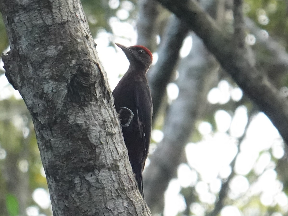 Okinawa Woodpecker - Steve Kornfeld