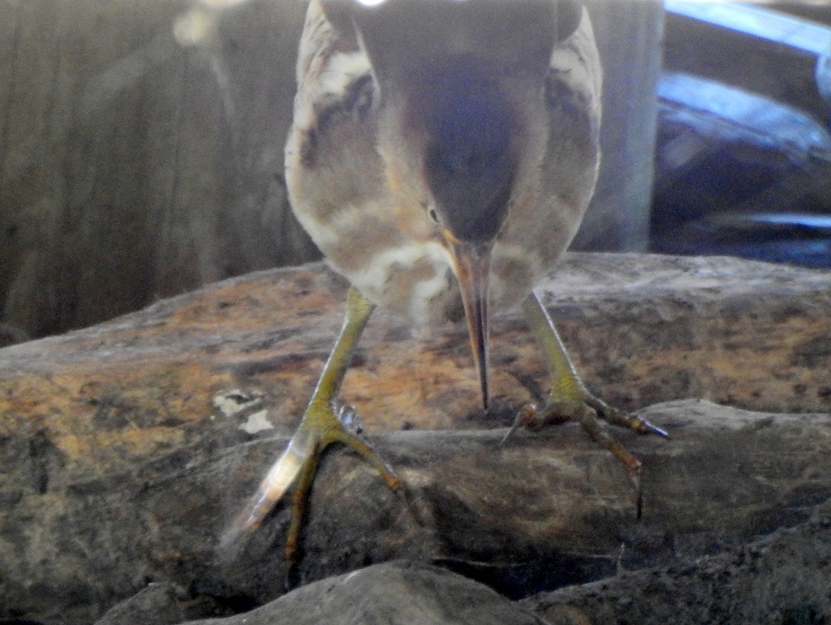 Least Bittern - ML619803485