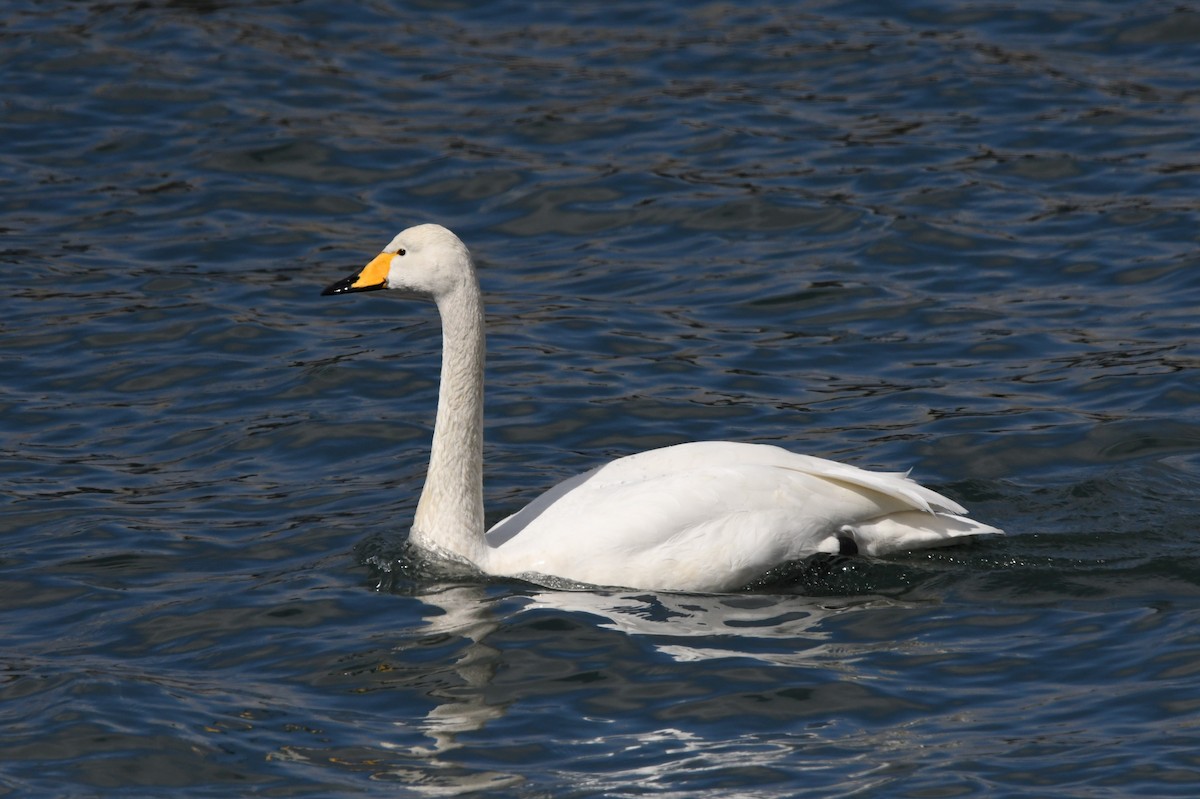 Whooper Swan - ML619803500