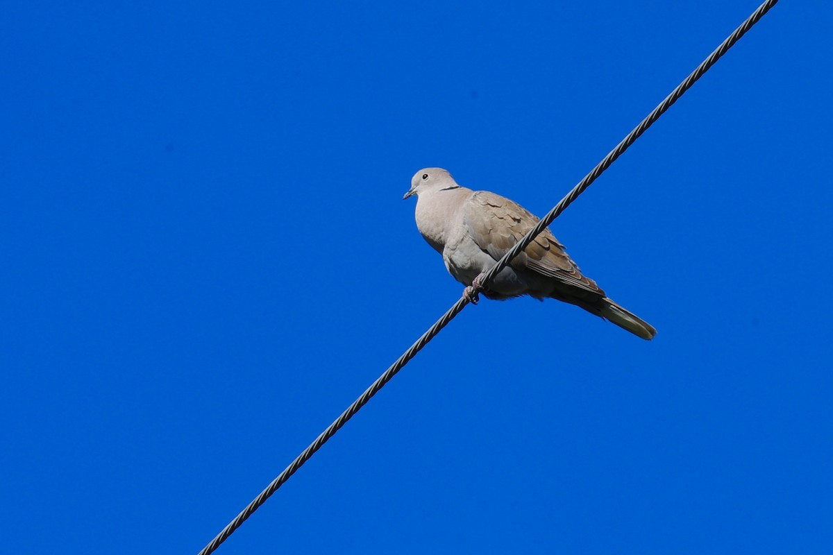 Eurasian Collared-Dove - ML619803506