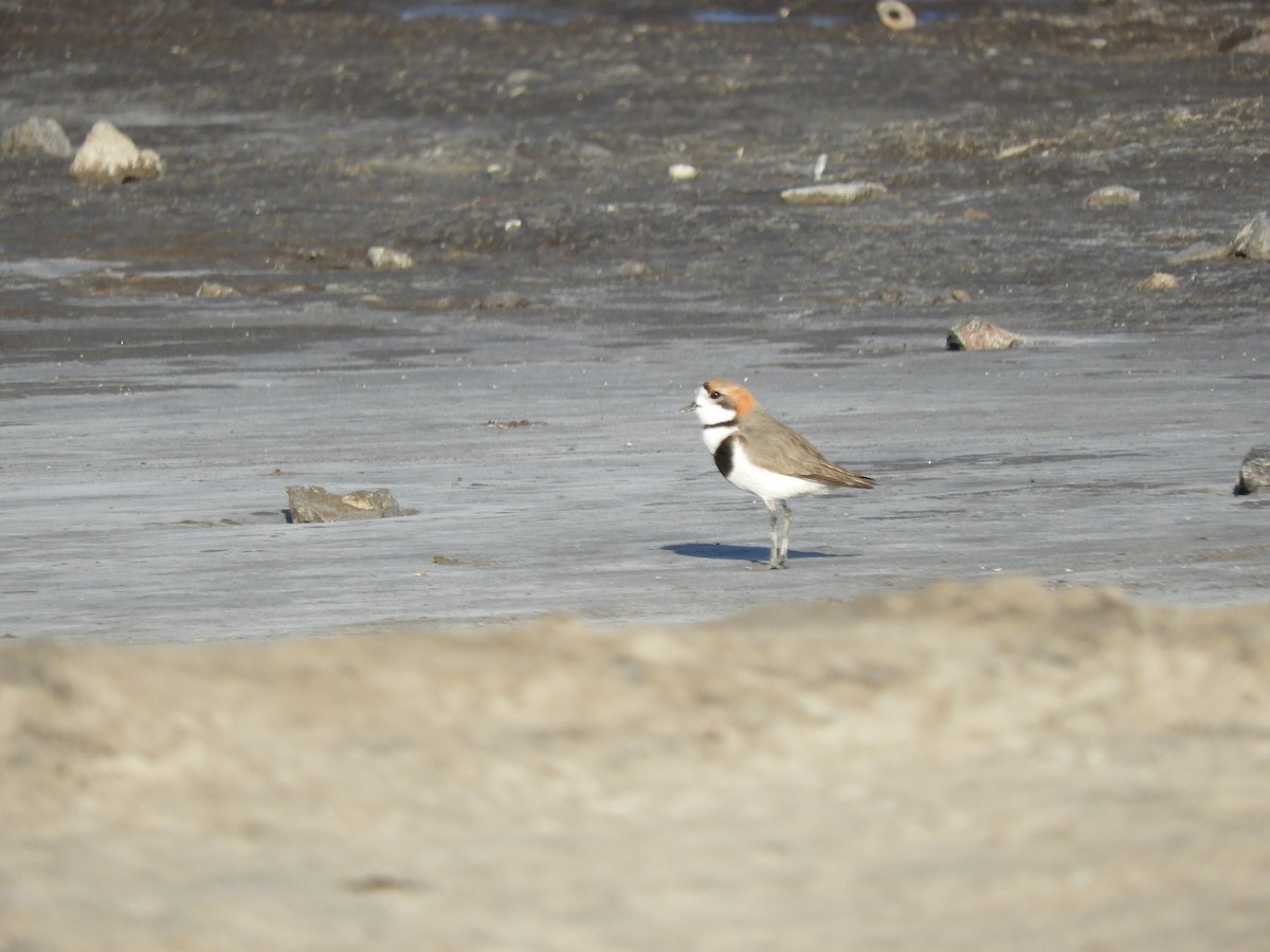 Two-banded Plover - ML619803511