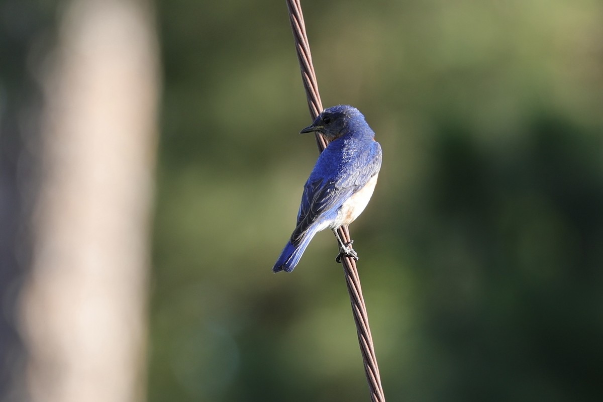 Eastern Bluebird - David Cole