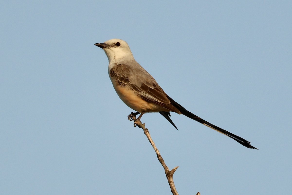 Scissor-tailed Flycatcher - ML619803520