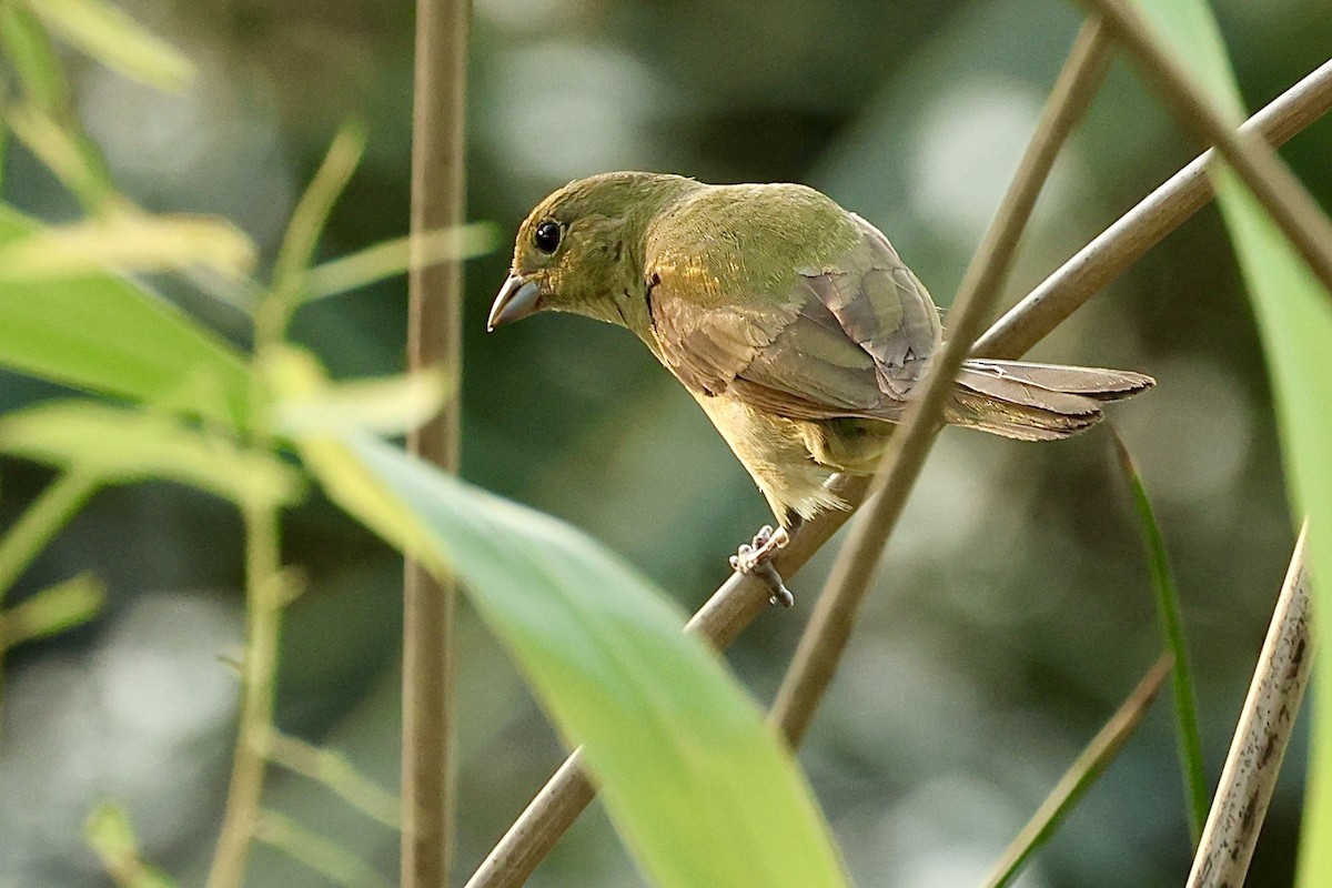 Passerin nonpareil - ML619803533