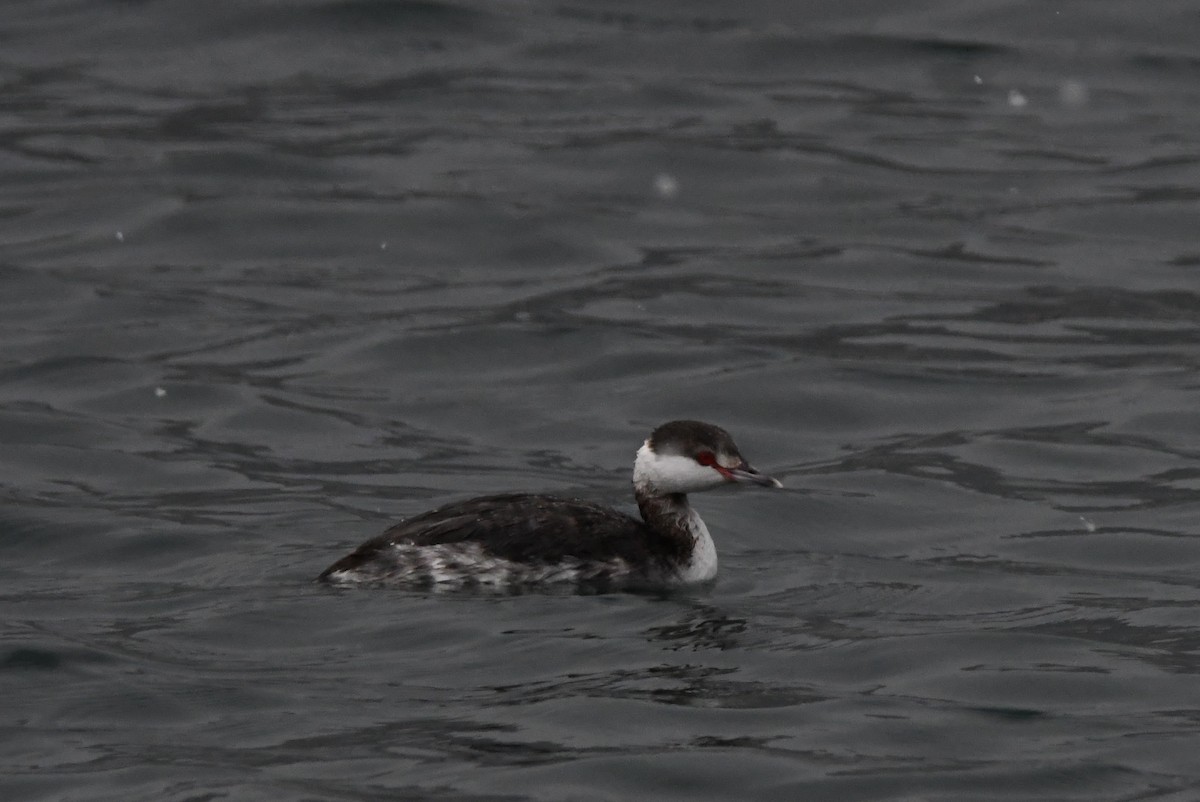 Horned Grebe - ML619803535