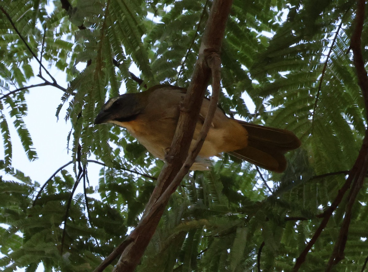 Buff-throated Saltator - ML619803543