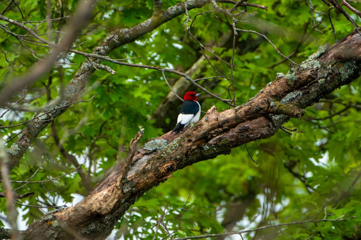 Red-headed Woodpecker - ML619803545
