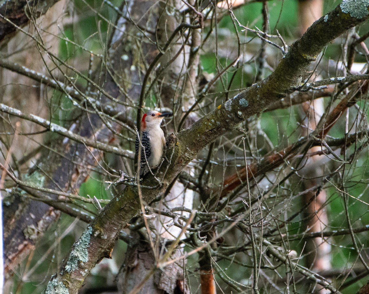 Red-bellied Woodpecker - ML619803546