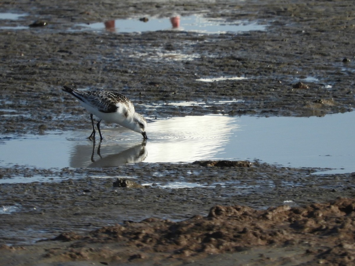 Bécasseau sanderling - ML619803547