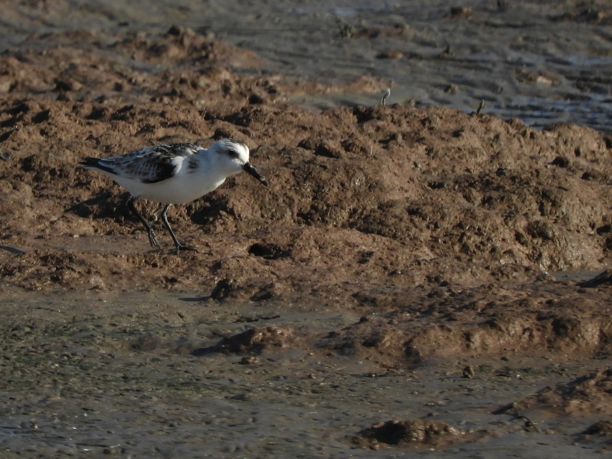 Bécasseau sanderling - ML619803549