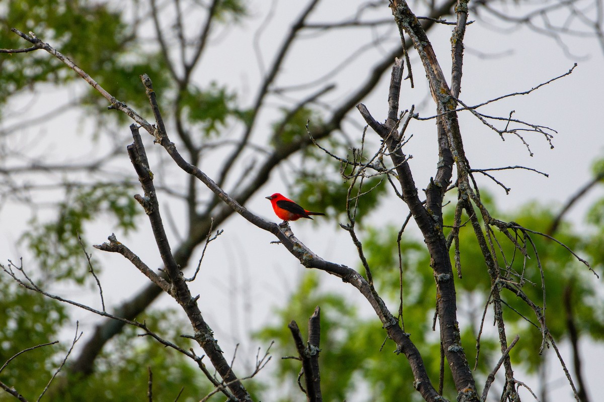 Scarlet Tanager - ML619803553