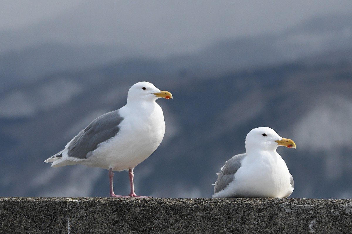 Glaucous-winged Gull - ML619803556