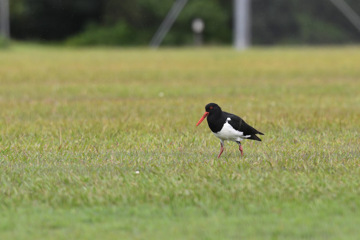 Pied Oystercatcher - ML619803567