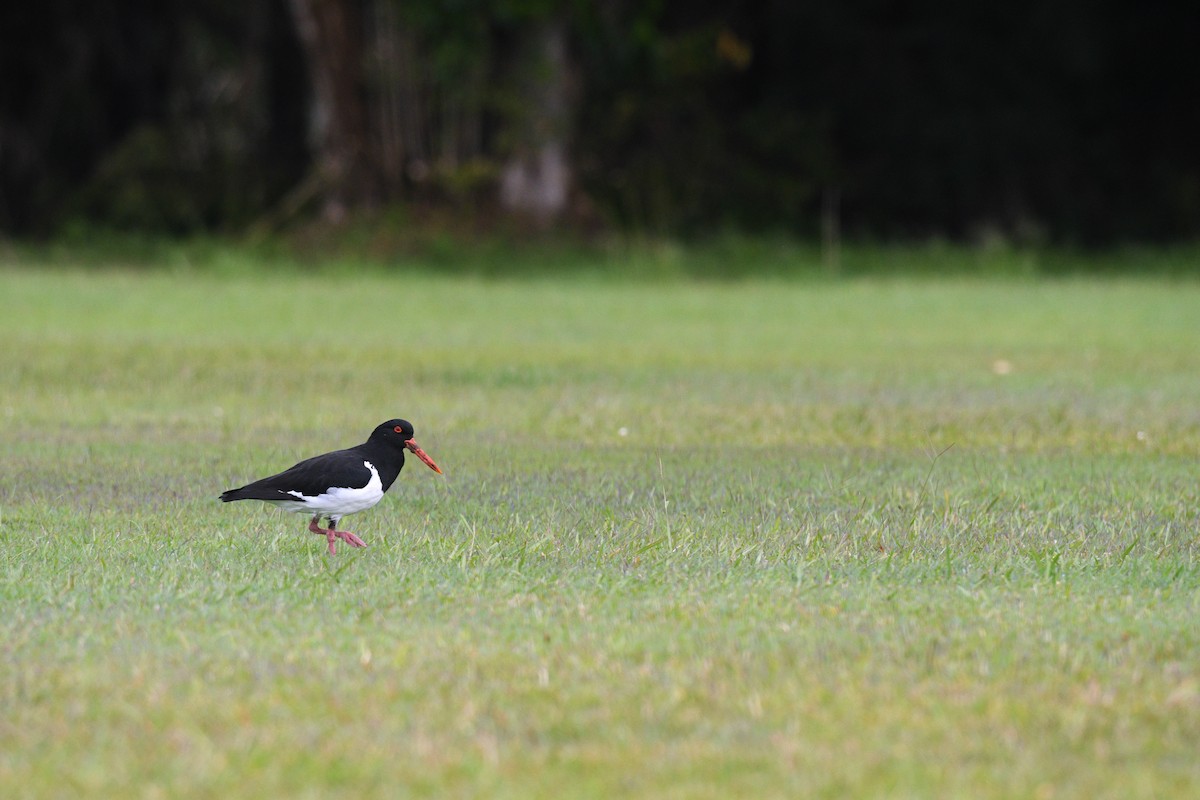 Pied Oystercatcher - Nathan  Ruser