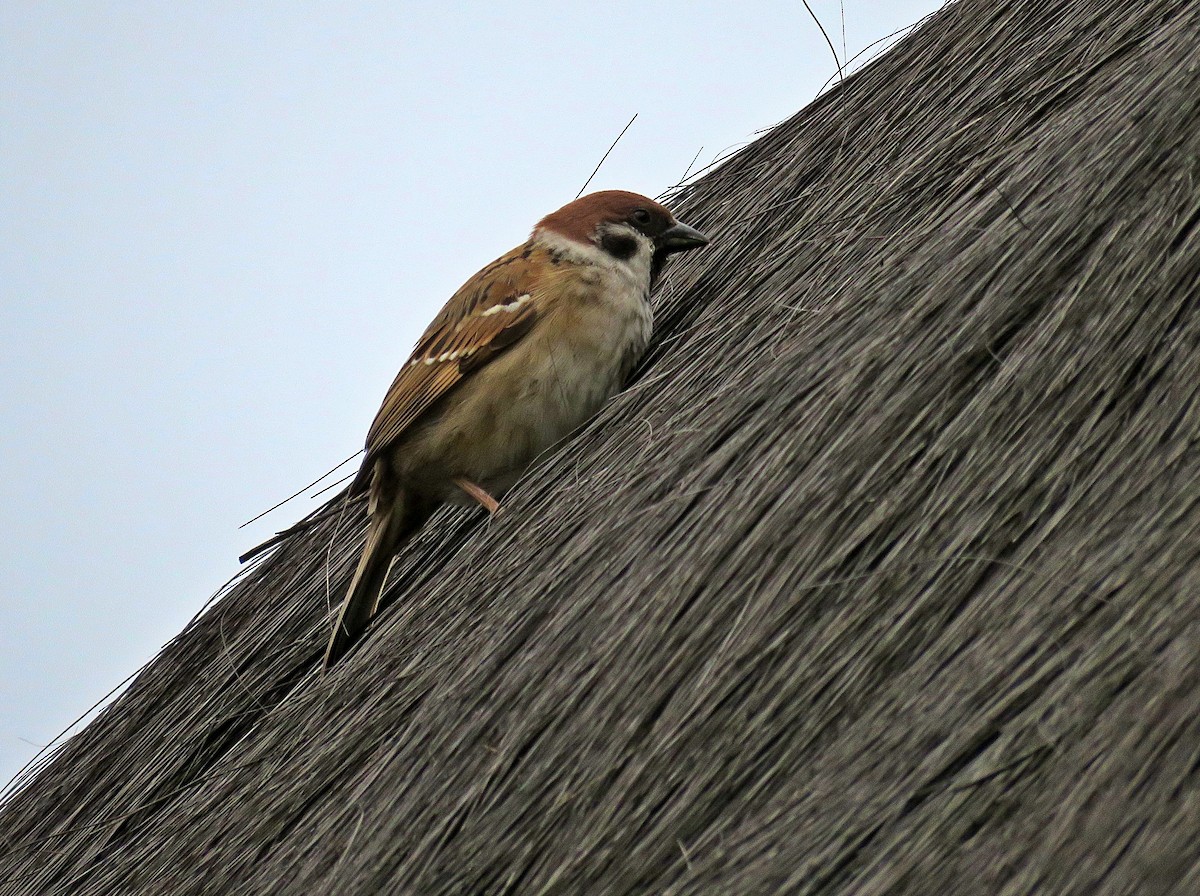 Eurasian Tree Sparrow - ML619803604