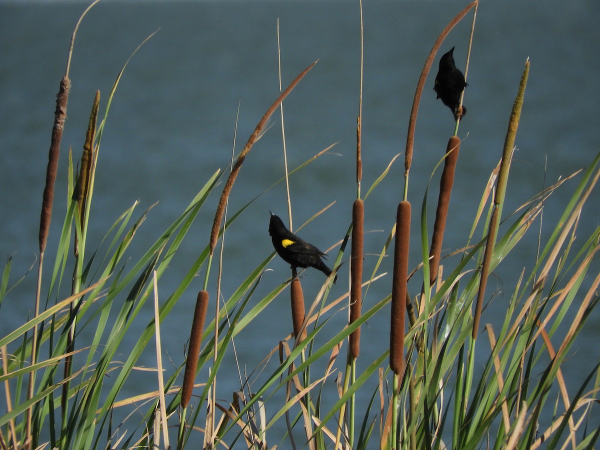 Yellow-winged Blackbird - ML619803607