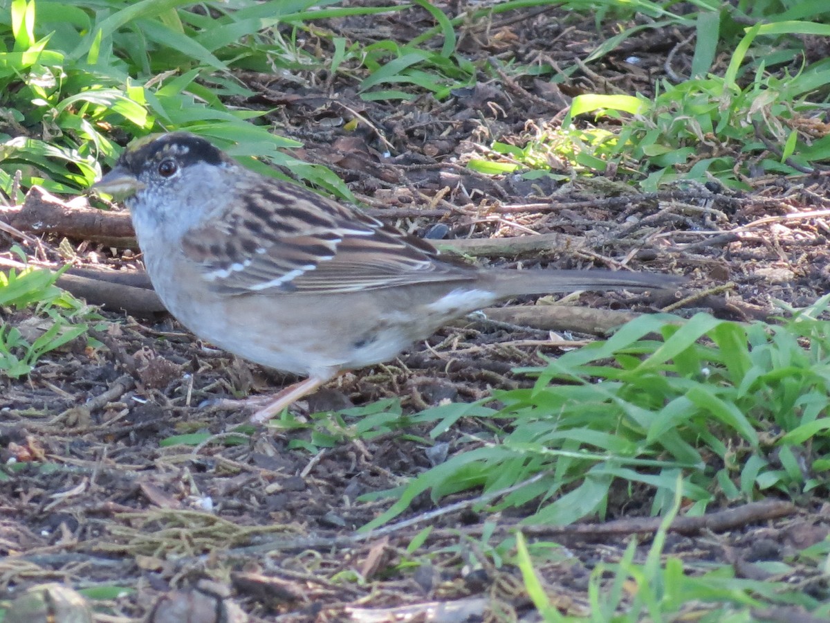Golden-crowned Sparrow - ML619803617