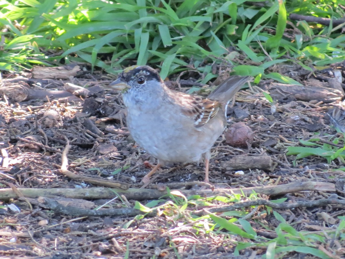 Golden-crowned Sparrow - ML619803618