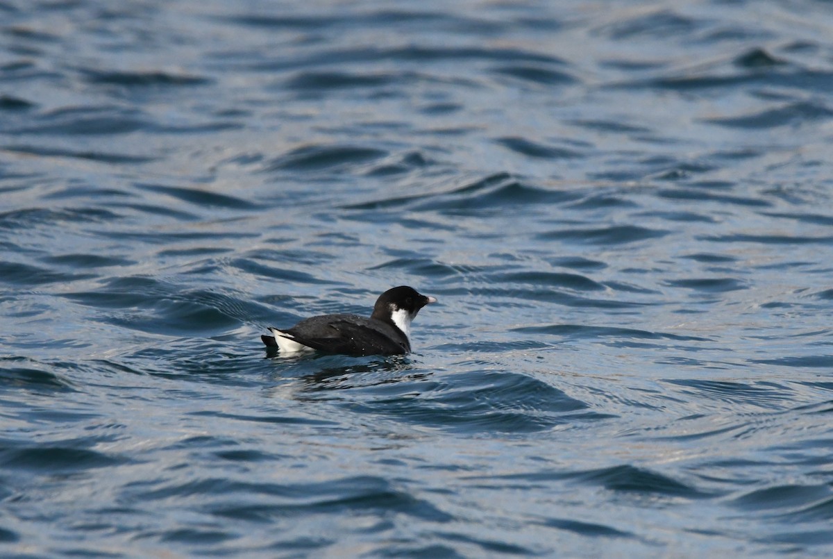 Guillemot à cou blanc - ML619803623