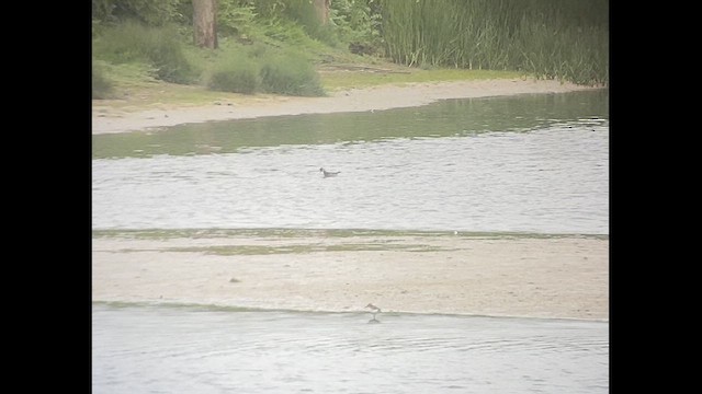 Red-necked Phalarope - ML619803628