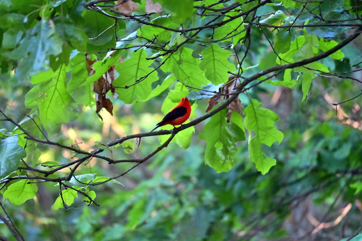 Scarlet Tanager - ML619803638