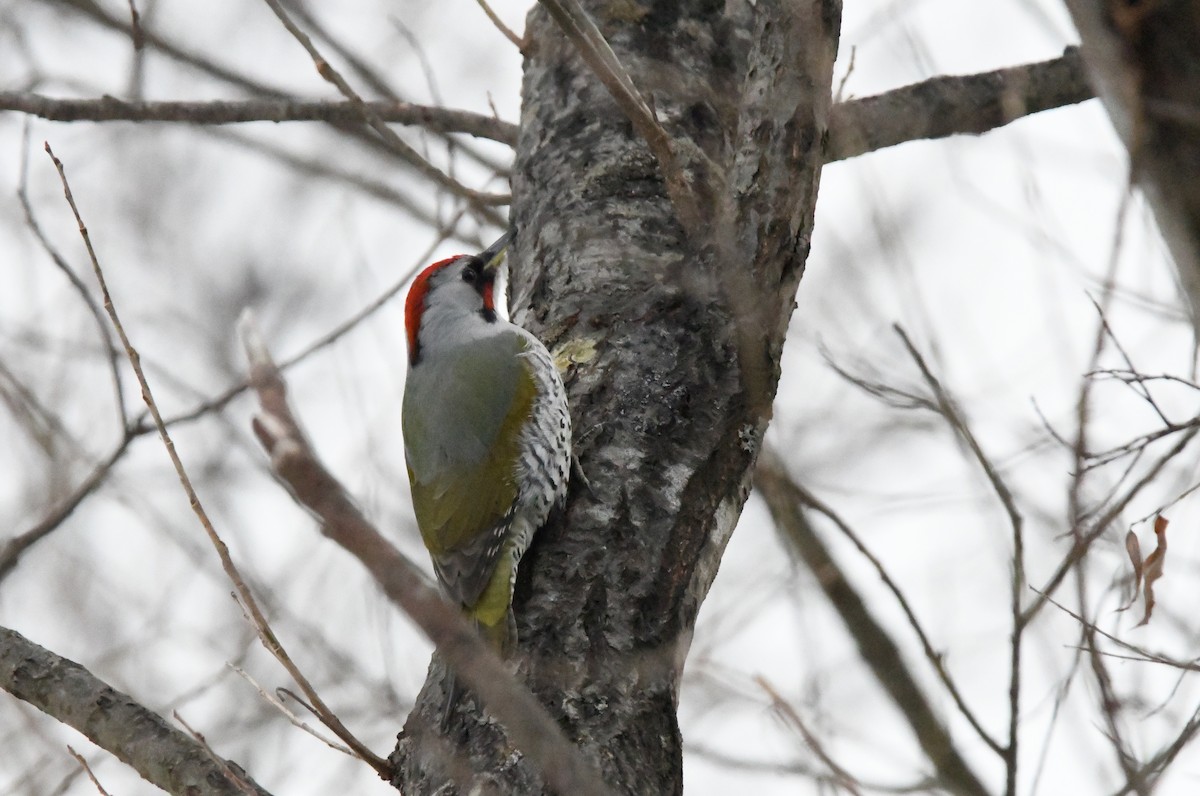 Japanese Woodpecker - Tomohiro Iuchi