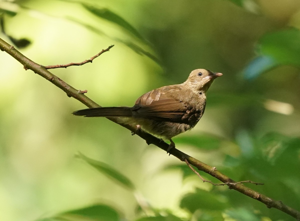 Olive-winged Bulbul - ML619803651